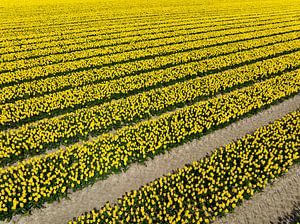 Gelbe Tulpen, die im Frühling auf landwirtschaftlichen Feldern wachsen