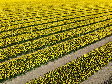 Gelbe Tulpen, die im Frühling auf landwirtschaftlichen Feldern wachsen von Sjoerd van der Wal Fotografie
