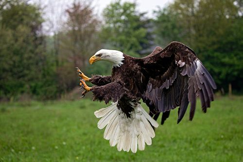 Amerikaanse zeearend haliaeetus leucocephalus)