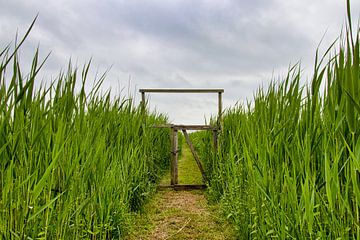 Gate in the reeds by Juergen May