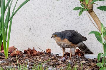 Épervier d'Europe (Accipiter nisus) sur Dirk Rüter