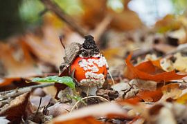 Autumn mushroom by Peter Hullegien