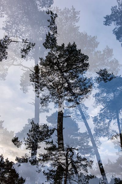 Arbre à double image n° 4 par Marjan van Herpen