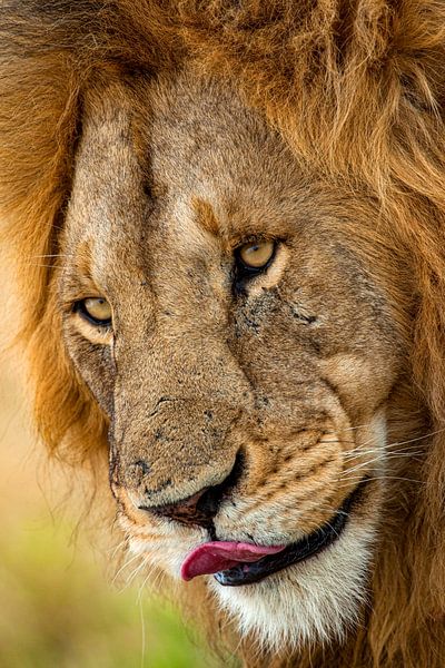 Lion Face by Peter Michel