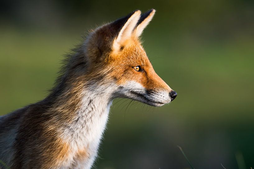 Wildlife in the Netherlands ;) by Koen Hoekemeijer