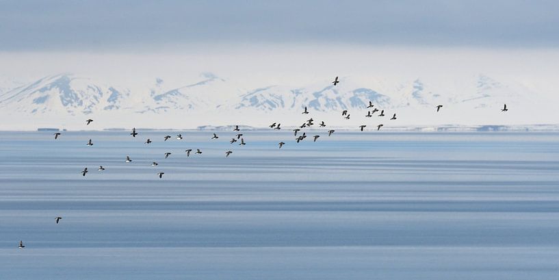 Vliegende Kleine Alken par LTDphoto