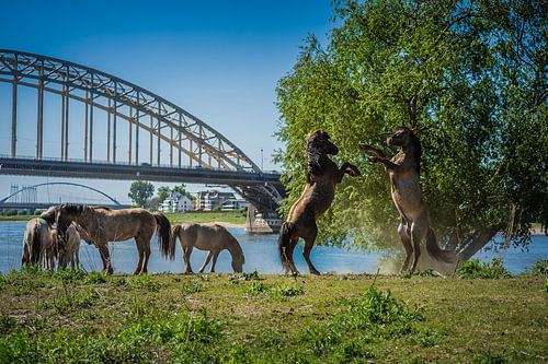 Spritzverhalten Nijmegen Waalbrug