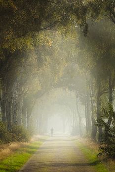 Berkenlaan in de mist bij Stuifzand – stille wandeling door Drents landschap