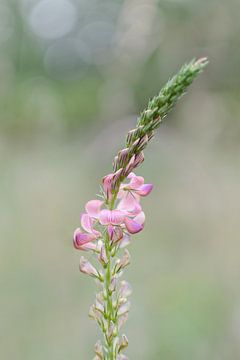Portrait d'une orchidée rose sauvage sur Sonja Foerster-Odenthal