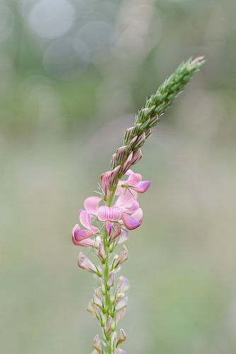 Portrait d'une orchidée rose sauvage sur Sonja Foerster-Odenthal