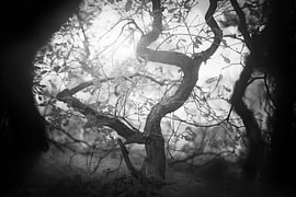 Heart of Darkness
