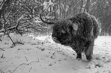 Schotse hooglander in de sneeuw