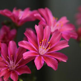 Roze bloemen van Gosia Lubbers