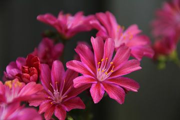 Roze bloemen van Gosia Lubbers
