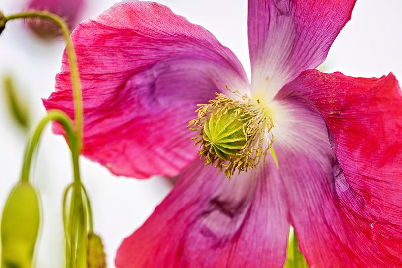 The poppy blossom by Roland Brack