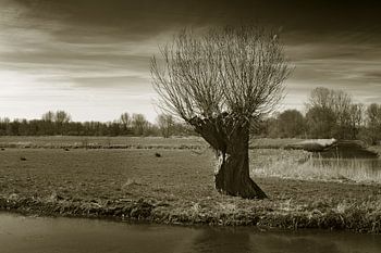 Knotwilg in polderlandschap