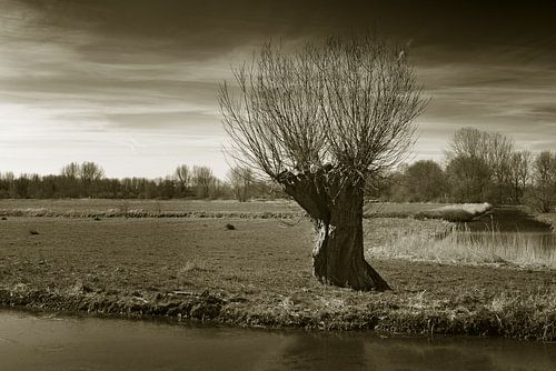 Knotwilg in polderlandschap