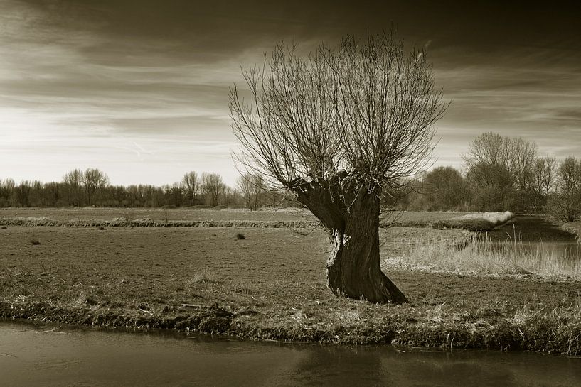 Knotwilg in polderlandschap von Georges Hoeberechts