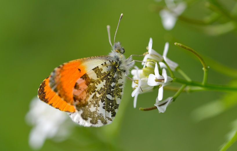 oranjetipje by Petra De Jonge
