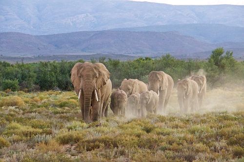 Éléphants au coucher du soleil