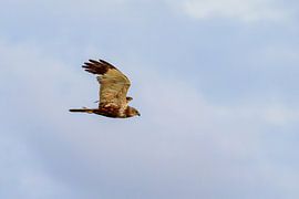 Busard des roseaux (Circus aeruginosus) sur Dirk Rüter