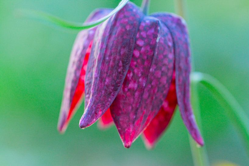 Kievitsbloem by AudFocus - Audrey van der Hoorn