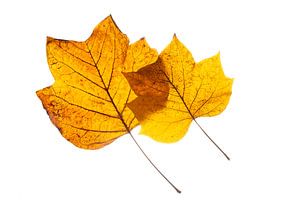 Duo de feuilles de tulipier