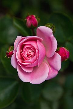 Roze roos met knoppen van Anja B. Schäfer