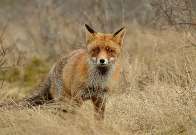Un renard dans les dunes d'Amsterdam pour l'approvisionnement en eau par Veerle de Koning