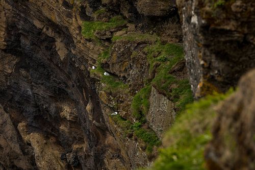 Oiseaux nicheurs entre les rochers