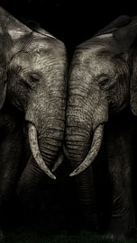 Two elephants in harmony by Retinas images