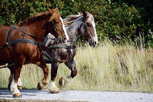 Strong horses