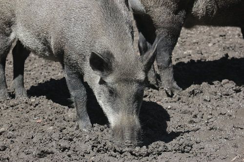 Wildschwein im Schlamm