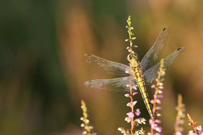 Porträt einer goldenen Libelle.5 von Daniëlle Eibrink Jansen
