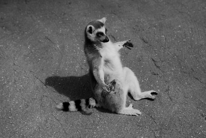 Zen Ring-Tailed Lemur by Berend's Photos