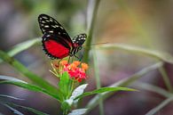 Rode Heliconius Hecale Vlinder van Tim Abeln thumbnail