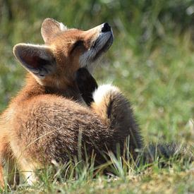 Krähender junger Fuchs von Sylvia van der Hoek