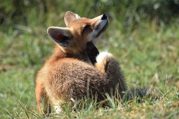 Crowing young fox by Sylvia van der Hoek