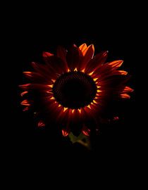 Ember Sun II