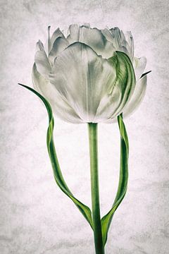 Tulipo6 van Henk Leijen