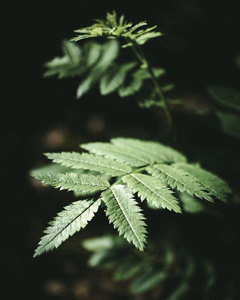Leaves in sunlight by Jan