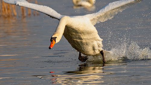 The Swan Departs