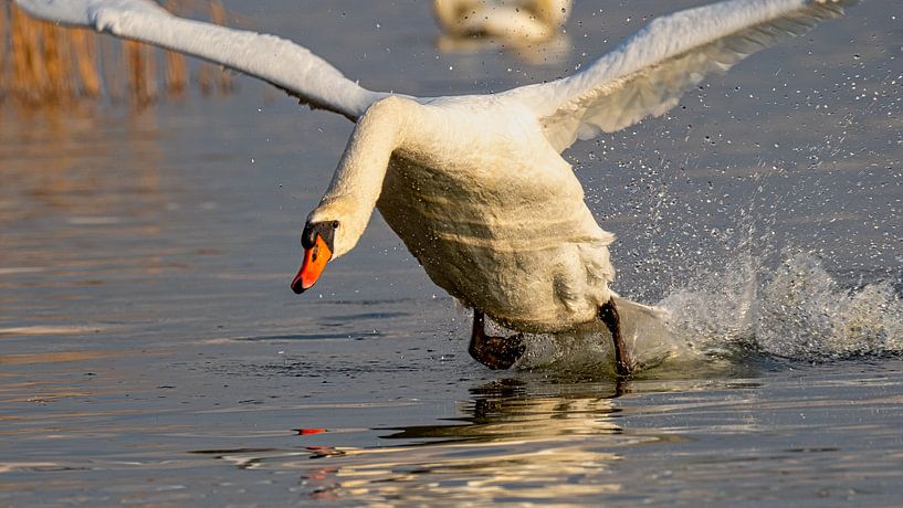 Le départ du cygne par Beeld Creaties Ed Steenhoek | Photographie et images artificielles