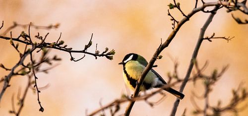 Koolmeesje in de boom