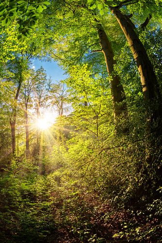 Sonnenaufgang im Wald
