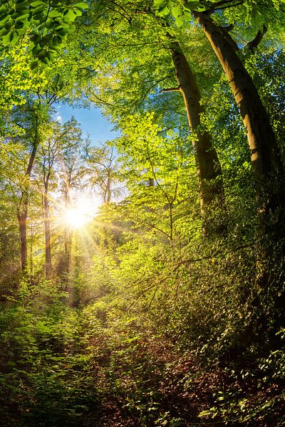 Zonsopgang in het bos van Günter Albers