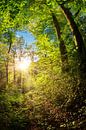Zonsopgang in het bos van Günter Albers thumbnail