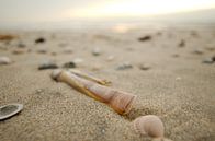 Schelpen op het Texelse strand van Wim van der Geest thumbnail
