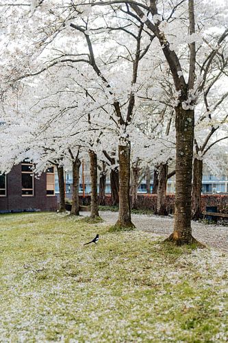 Der stille Bewohner des Frühlings