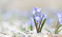 Scyllas in gravel bed by Henk Groenewoud thumbnail
